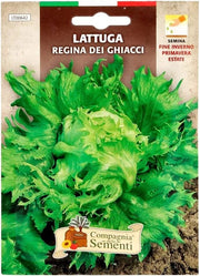 BUSTA ORTO LATTUGA REGINA DEI GHIACCI