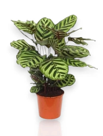 Gardenaria Calathea makoyana - Pianta da interno ornamentale Altezza: 45 cm (vaso 14)