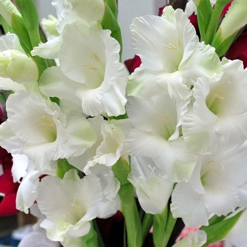 Bulbi di Gladiolo White Prosperity Bianco 12/14