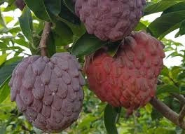 PIANTA DI ANNONA ATEMOYA RED ISRAEL, ANNONA ROSSA FOTO REALI H 140CM