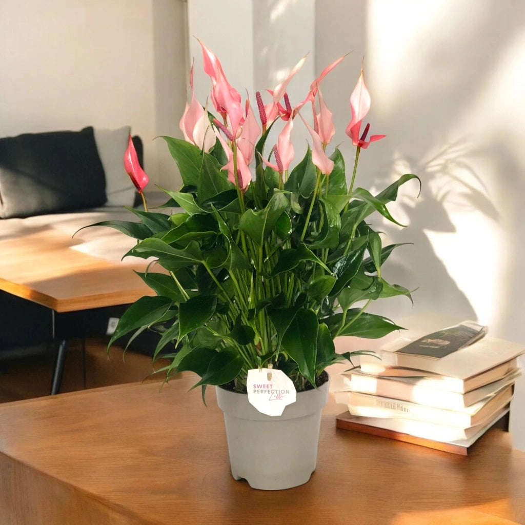 Gardenaria Anthurium 'Lilli' - Pianta da interno ornamentale Altezza: 40 cm (vaso 14)