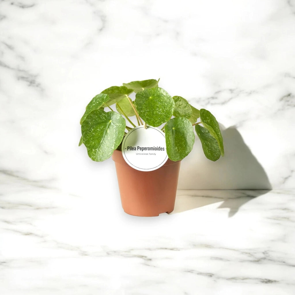 Gardenaria Pilea peperomioides 'Sugar' - Pianta da interno ornamentale Altezza: 20 cm (vaso 13)