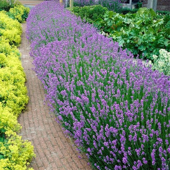 Coltivazione Lavanda Invernale - Set di 6 - Altezza 15-20 cm - Diametro 7 cm - Resiste al freddo - Ideale per giardino.