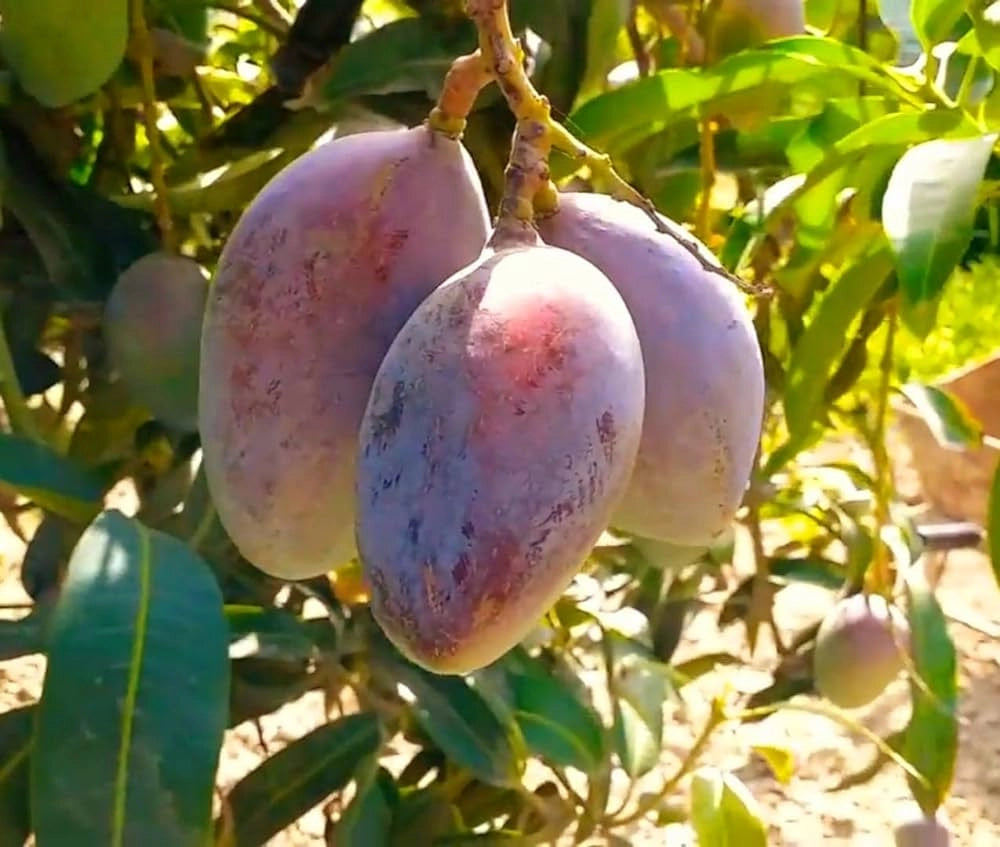 Pianta di Mango Lemon Zest – Varietà Tropicale dal Sapore Agrumato