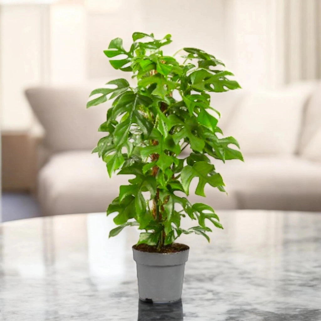 Gardenaria Philodendron 'Minima' - Pianta da interno ornamentale Altezza: 45 cm (vaso 19)