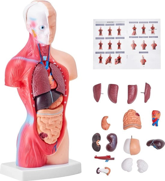 Modello Anatomico del Corpo Umano - Torso Anatomico - 15 Parti