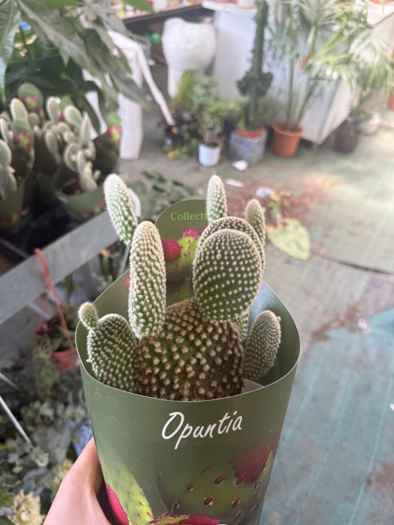 Opuntia microdasys in vaso 14 cm – Cactus ornamentale resistente e decorativo