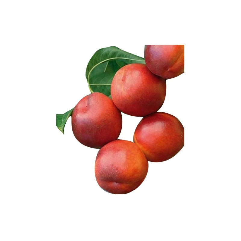 PESCO NOCE INDEPENDENCE - Pianta Albero di Frutto Frutta Foto Reali
