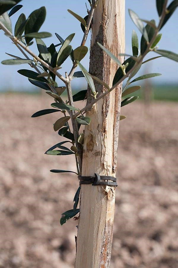 ANCORETTE ELASTICHE PER LEGATURE 'BANDOFIX' cm. 5 (cf. 390 pezzi circa)