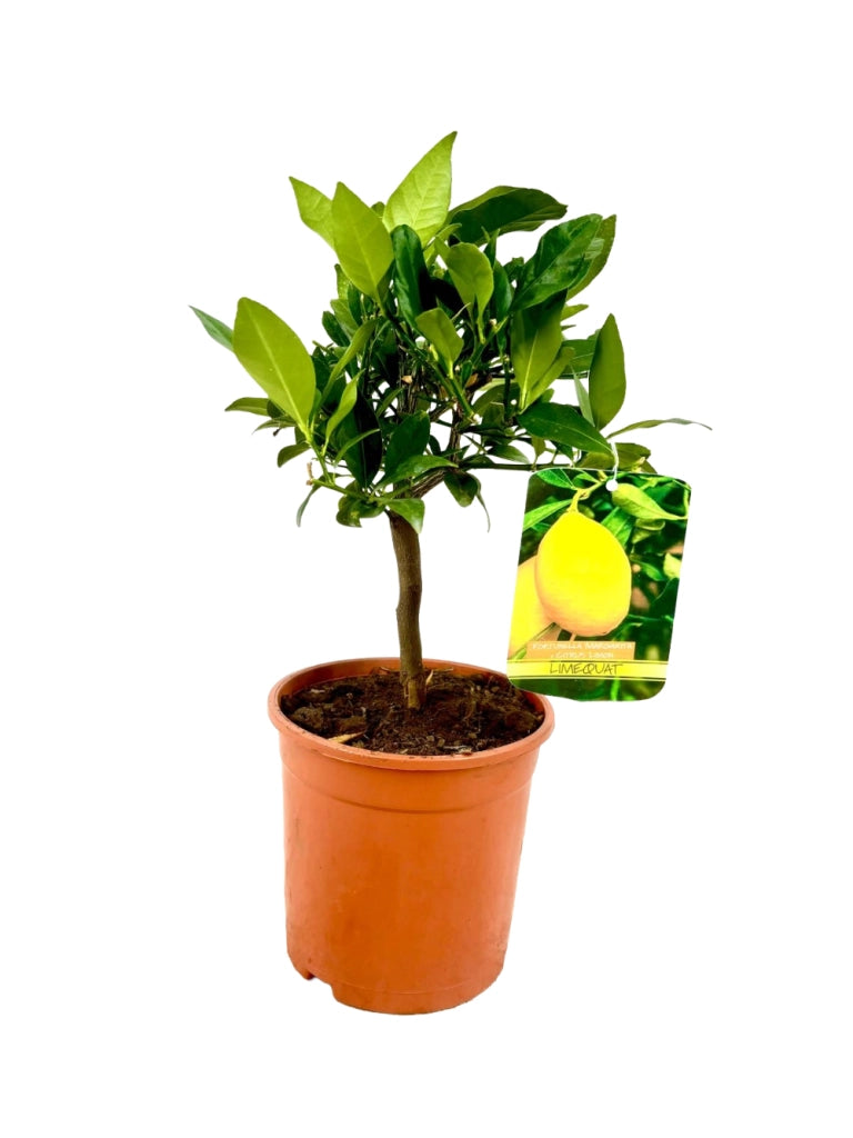 PIANTA albero LIMONE LUNARIO 4 STAGIONI VASO16CM agrumi sicilia h70cm FOTO REALE