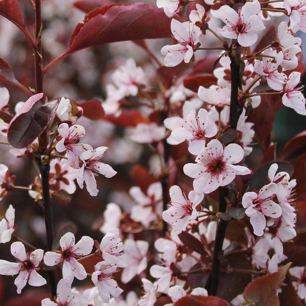Pianta di Prunus × cistena vaso 18cm