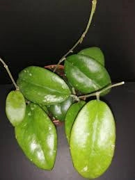 Hoya Overing Joy Pianta Tropicale Rara da Collezione Vaso 12 cm