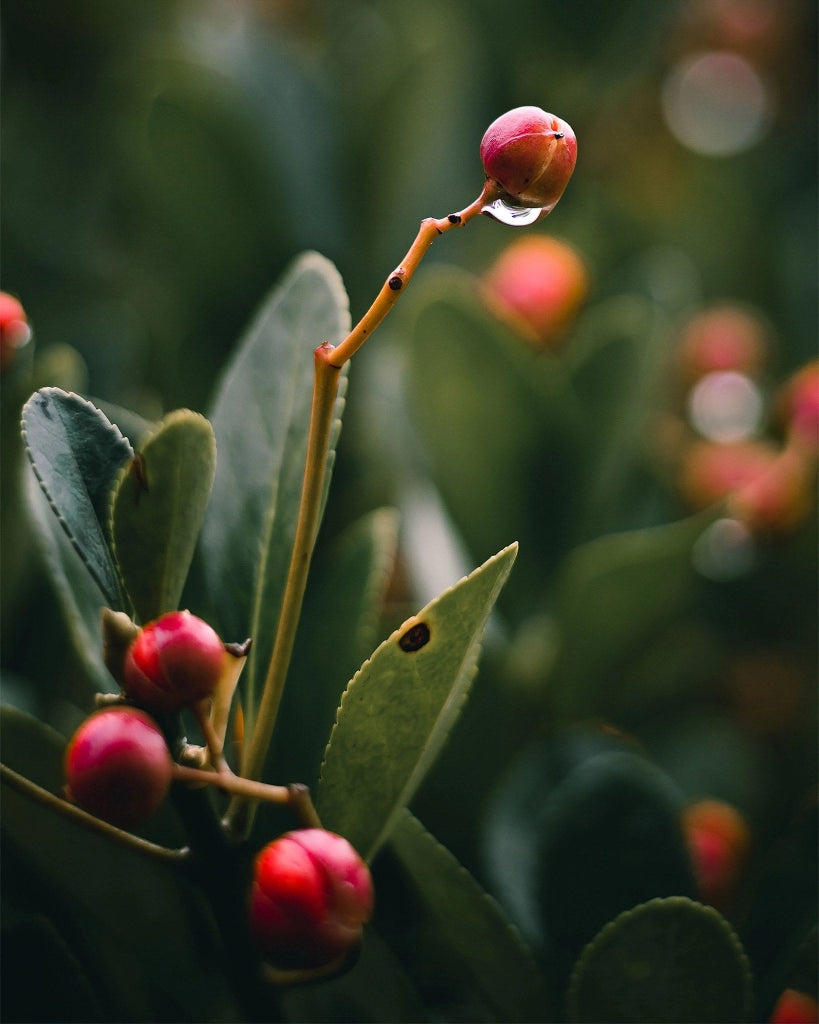 EUONYMUS BRAVO COMPACTA (EVONIMO) VASO 18