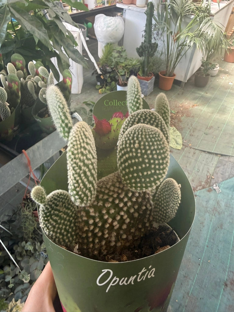 Opuntia microdasys in vaso 14 cm – Cactus ornamentale resistente e decorativo