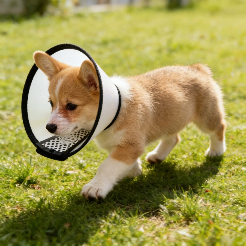Collare Elisabettiano Regolabile per Cani e Gatti ¨C Minimal ¨C Antimorso Antileccata