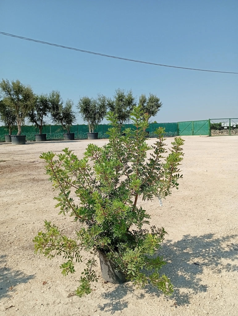 Lentisco Pistacia Lentiscus Cespuglio 40 cm Pianta Mediterranea Sempreverde