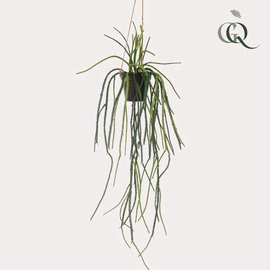 Pianta ornamentale - Rhypsalis - Cactus a forma di conchiglia - 85 cm