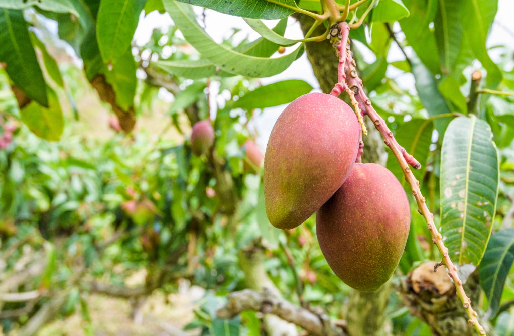 Pianta di Mango Lemon Zest – Varietà Tropicale dal Sapore Agrumato