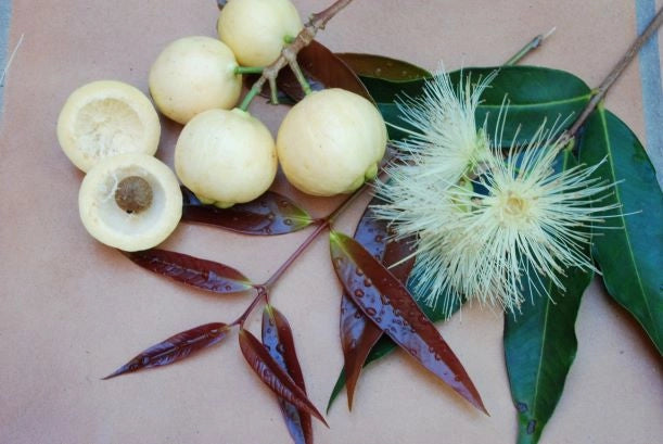 Syzygium jambos (Melarosa)