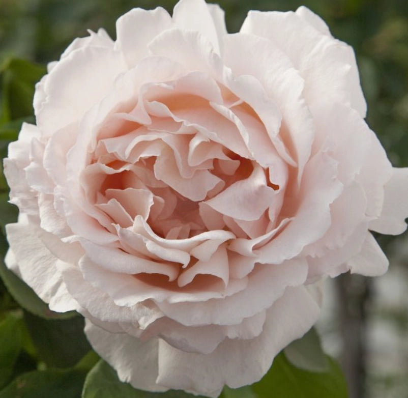 ROSA ANDRE’ LE NOTRE® Meiceppus
