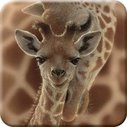 Sostegno per neonato in 3D lenticolare con giraffa - Artwork originale di Collin Bogle.