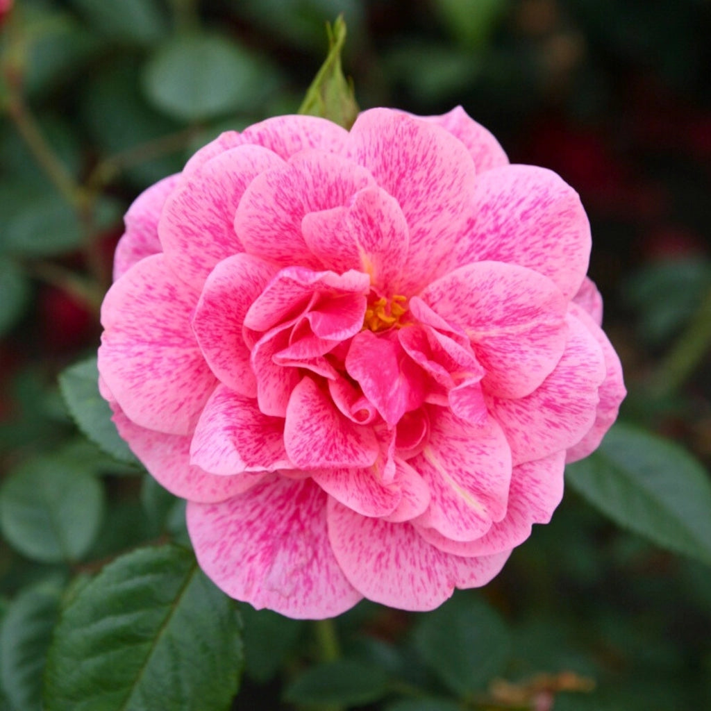Gardenaria Rosa 'Camelot' - Rosa da giardino Altezza: 40/50 cm (vaso20)