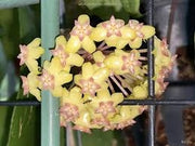 Hoya Overing Joy Pianta Tropicale Rara da Collezione Vaso 12 cm