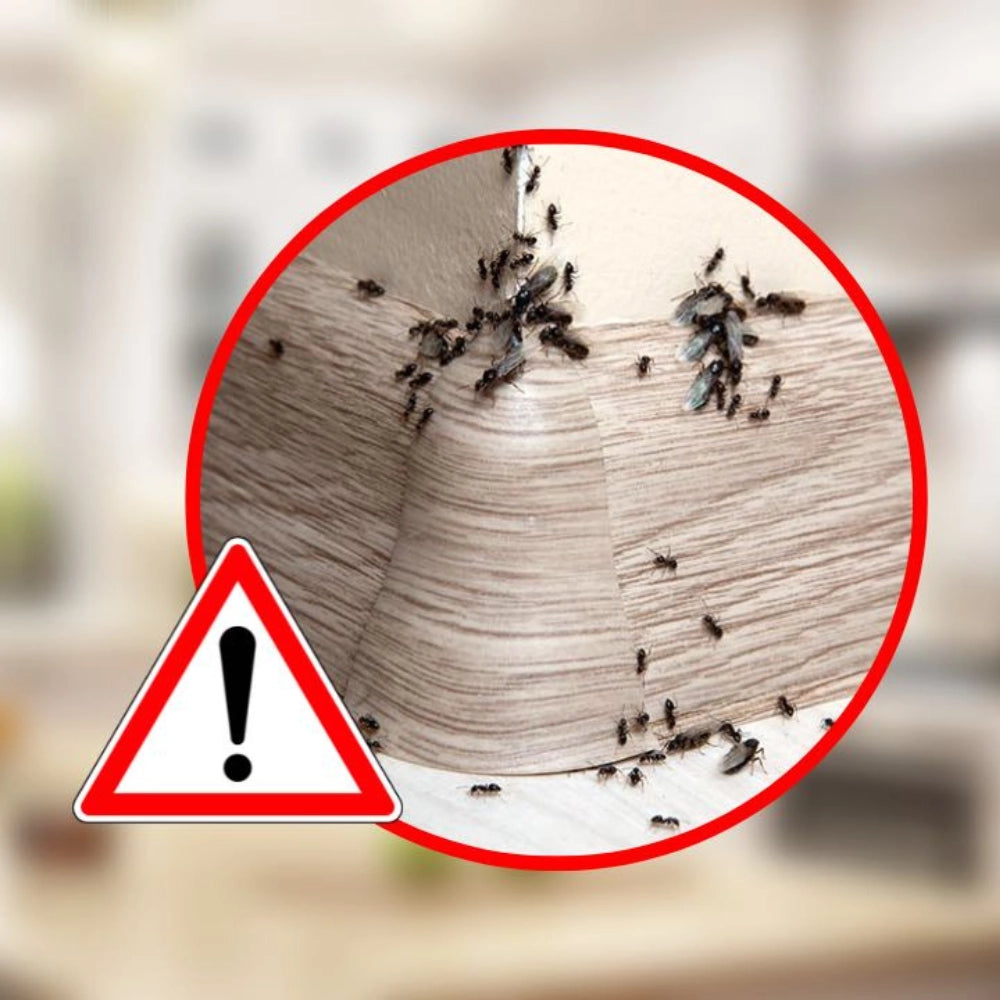 Microgranuli formiche insetti barriera protettiva interni esterni 250 gr ekostop