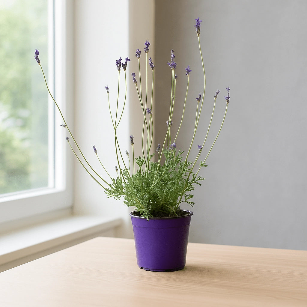 Lavandula pinnata in vaso 24 – lavanda ornamentale profumata