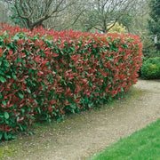 40 Piante di photinia h 170/180 cm piante per siepi