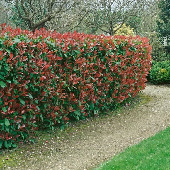 40 Piante di photinia h 170/180 cm piante per siepi
