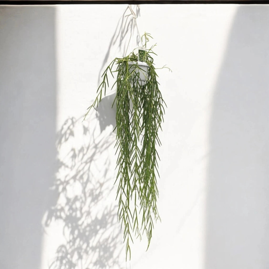 Gardenaria Hoya linearis - Pianta da interno ornamentale Altezza: 40 cm (vaso 12)