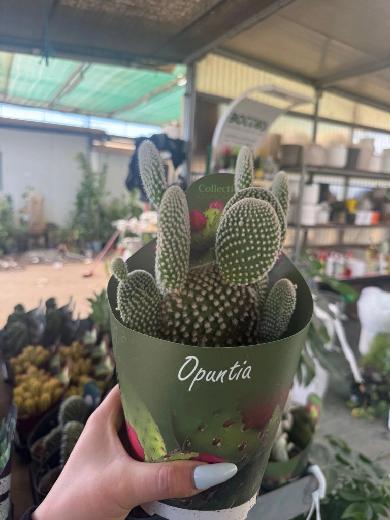 Opuntia microdasys in vaso 14 cm – Cactus ornamentale resistente e decorativo