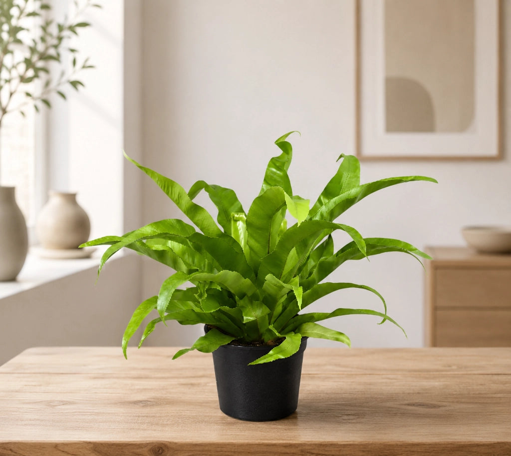 Gardenaria Asplenium antiquum - Pianta da interno ornamentale Altezza: 25 cm (vaso 12)
