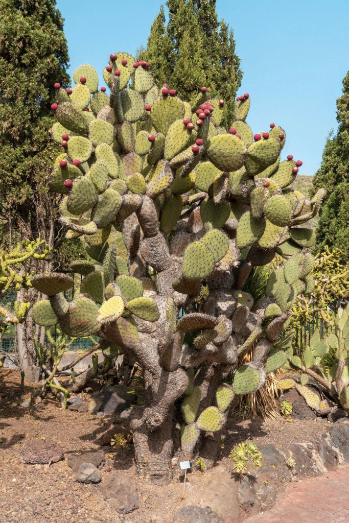 OPUNTIA INDICA (FICO D'INDIA) SENZA SPINE VASO 24
