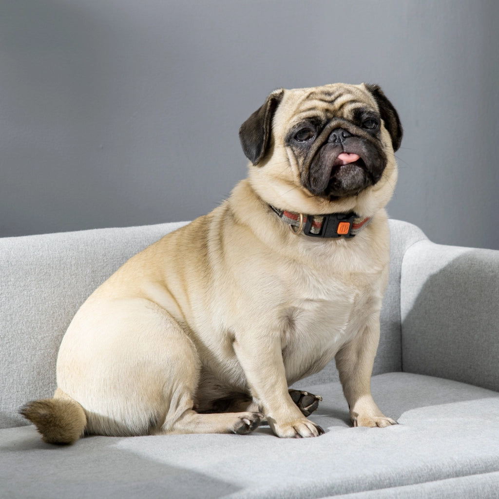Divano per Cani Vellutato con Cuscino e Braccioli ¨C Minimal ¨C 82x54x36 cm, Grigio Chiaro