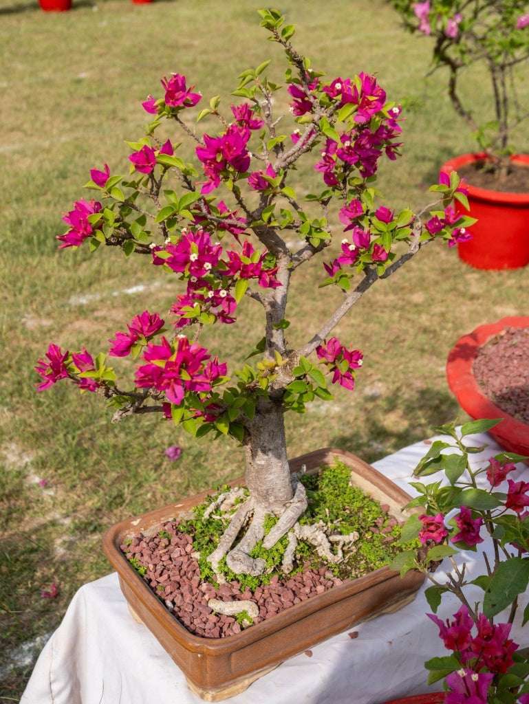 BOUGANVILLEA MULTICOLOR (BUGANVILLEA) BONSAI MINITHAI VASO 45