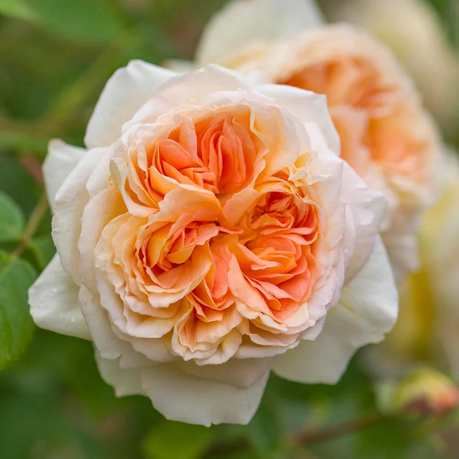 Gardenaria Rosa 'Bathsheba' - Rosa da giardino Altezza: 40/50 cm (vaso20)