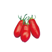 Pomodoro San Marzano 3 Gran Raccolto