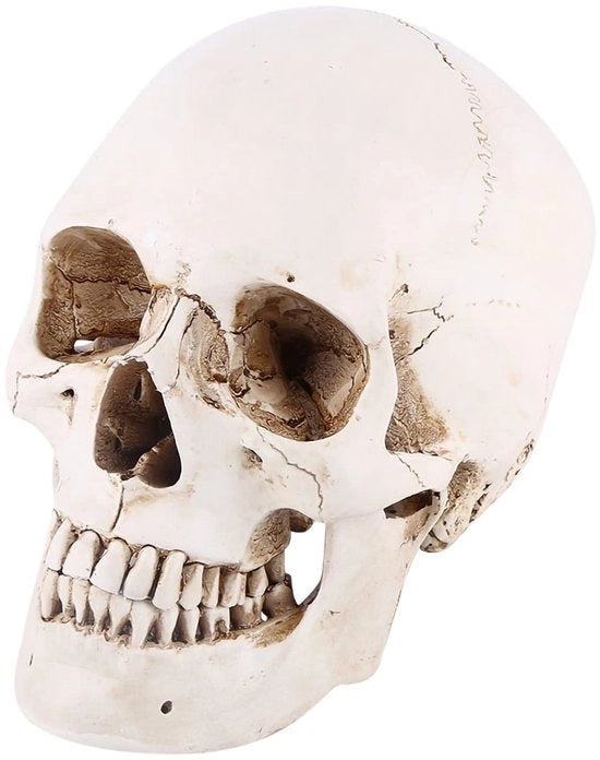 Scheda Cranio Umano in Resina Bianca - Decorazione per Halloween e Disegno Realistico