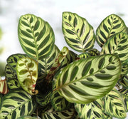 Gardenaria Calathea makoyana - Pianta da interno ornamentale Altezza: 45 cm (vaso 14)