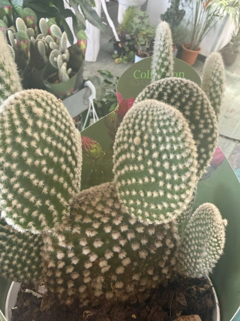 Opuntia microdasys in vaso 14 cm – Cactus ornamentale resistente e decorativo