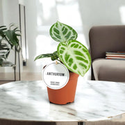 Gardenaria Anthurium 'Silver Blush' - Pianta da interno ornamentale Altezza: 20 cm (vaso 12)