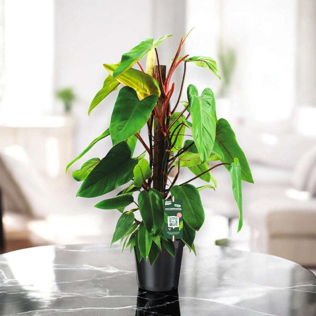 Gardenaria Philodendron 'Red Emerald' - Pianta da interno ornamentale Altezza: 80 cm (vaso 19)