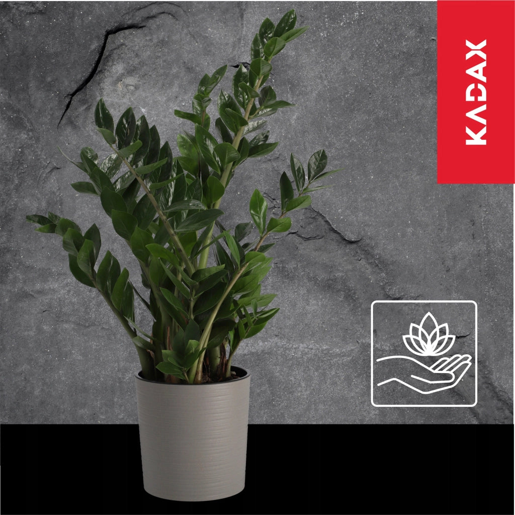 Vaso da fiori KADAX, supporto per fiori, 30 cm, grigio, per soggiorno + inserto