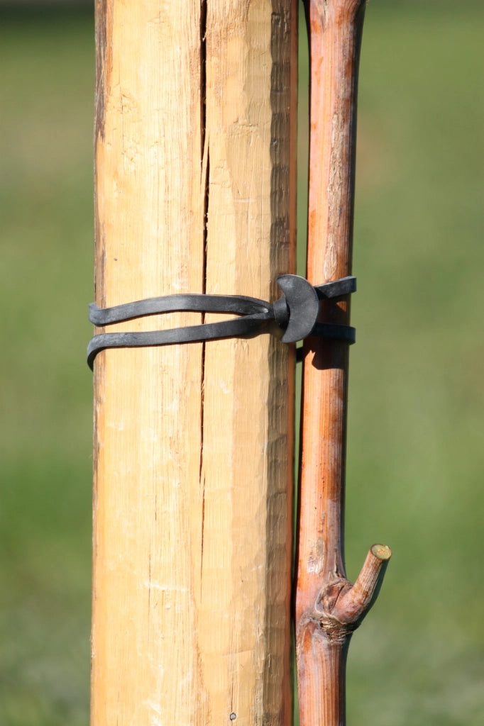 ANCORETTE ELASTICHE PER LEGATURE 'BANDOFIX' cm. 5 (cf. 390 pezzi circa)