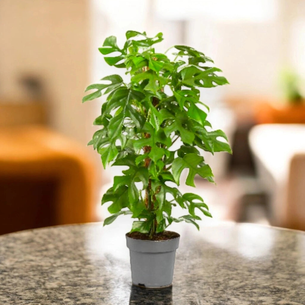 Gardenaria Philodendron 'Minima' - Pianta da interno ornamentale Altezza: 45 cm (vaso 19)
