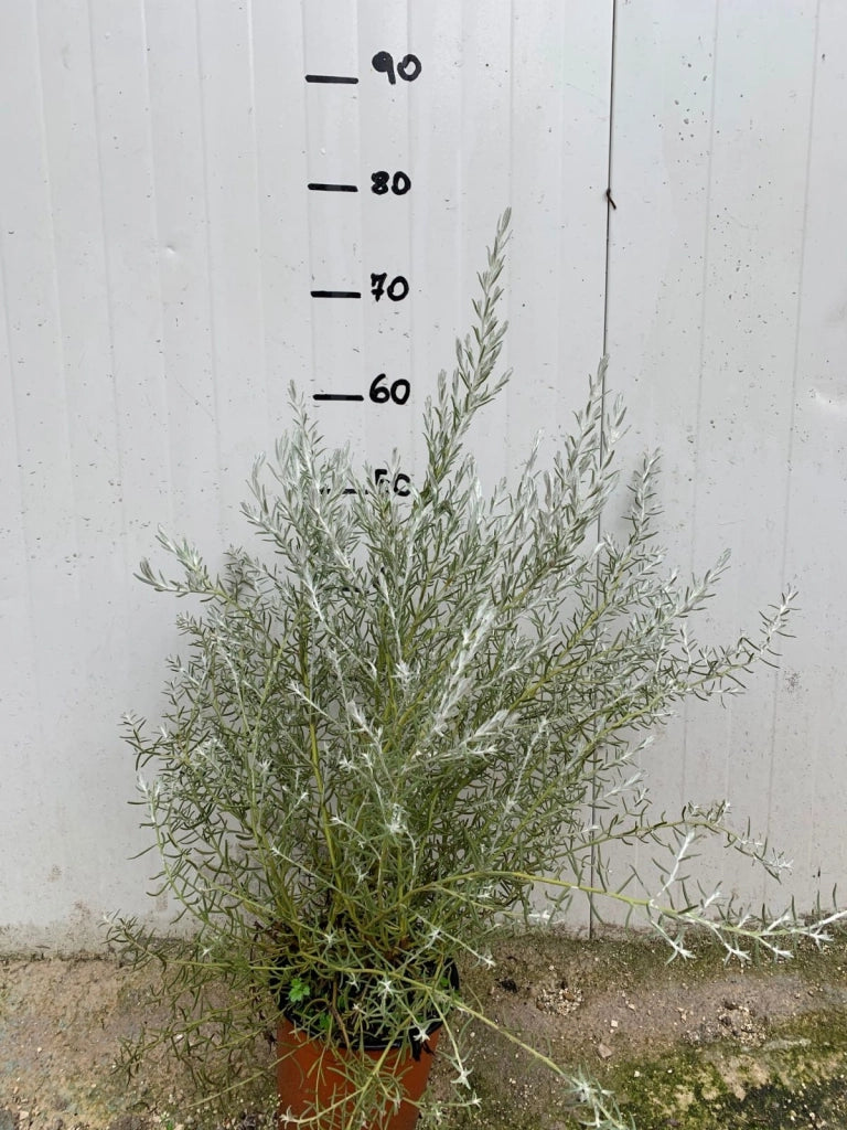 Pianta di Eremophila Nivea vaso 17cm foto reali