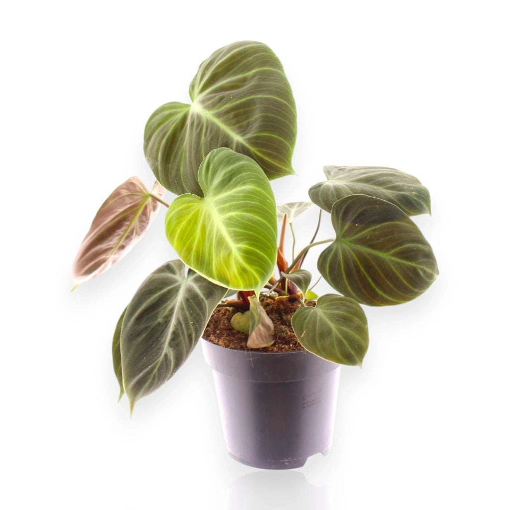 Gardenaria Philodendron 'Choco red' - Pianta da interno ornamentale Altezza: 40 cm (vaso 12)