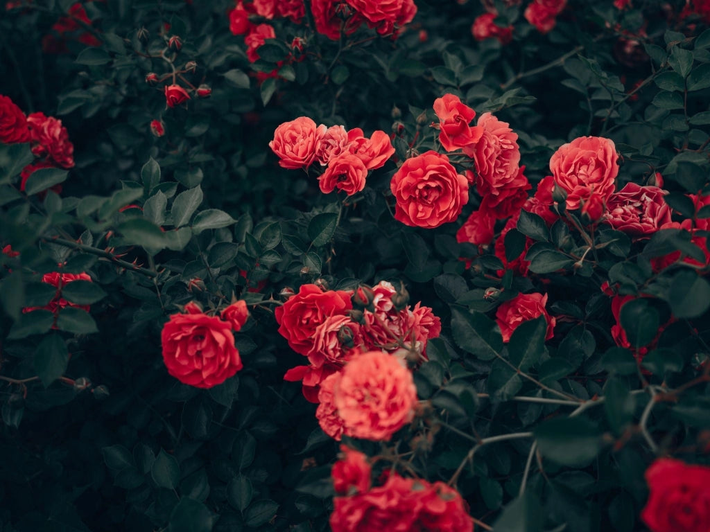 ROSA M. CANTATORE VASO 24